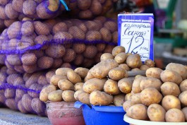 Минсельхоз опасается низких цен на калининградскую картошку