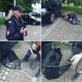 В центре Калининграда сотрудники МЧС вытащили бобра из-под припаркованной машины (видео)