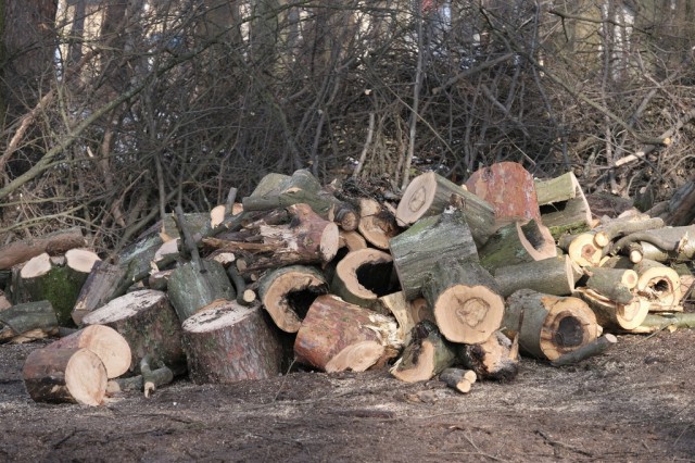 Прокуратура: При санитарной вырубке в парке Теодора Кроне повредили более 120 здоровых деревьев