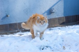 В выходные в Калининградской области ожидаются сильные ночные морозы