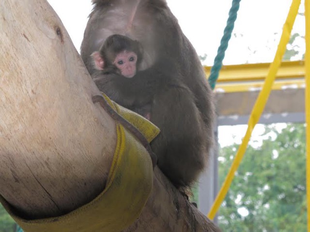 У японских макак Шрека и Фионы из Калининградского зоопарка родился детёныш (фото)