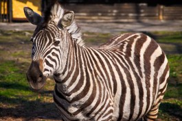 Липецкий зоопарк купил в Калининграде зебру за 250 тысяч рублей