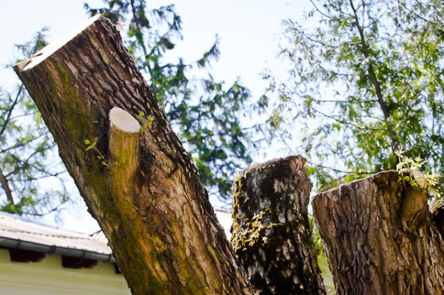 В Калининграде потратят 1,7 млн рублей на обрезку деревьев