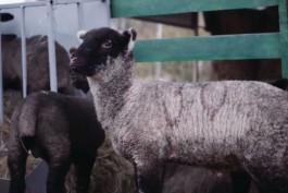 В Багратионовском округе планируют построить цех по переработке овечьей шерсти 