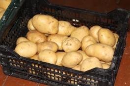 В Калининграде откроется несколько «картофельных ярмарок»