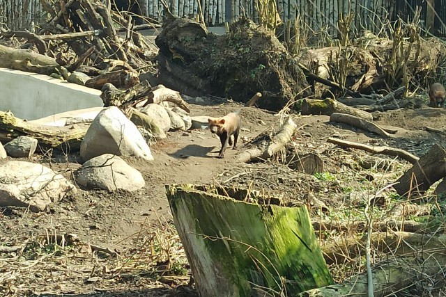 Калининградский зоопарк запустил трансляцию из вольера кустарниковых собак