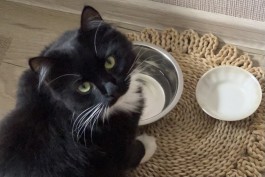 Калининградский завод по производству кормов для кошек и собак планирует увеличить мощности в три раза