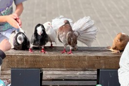 «Нелюбовь и голуби»: как наживаются на фотографиях с птицами в регионе и что за это грозит 