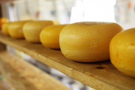 В Славске готовятся к запуску производства твёрдых сыров