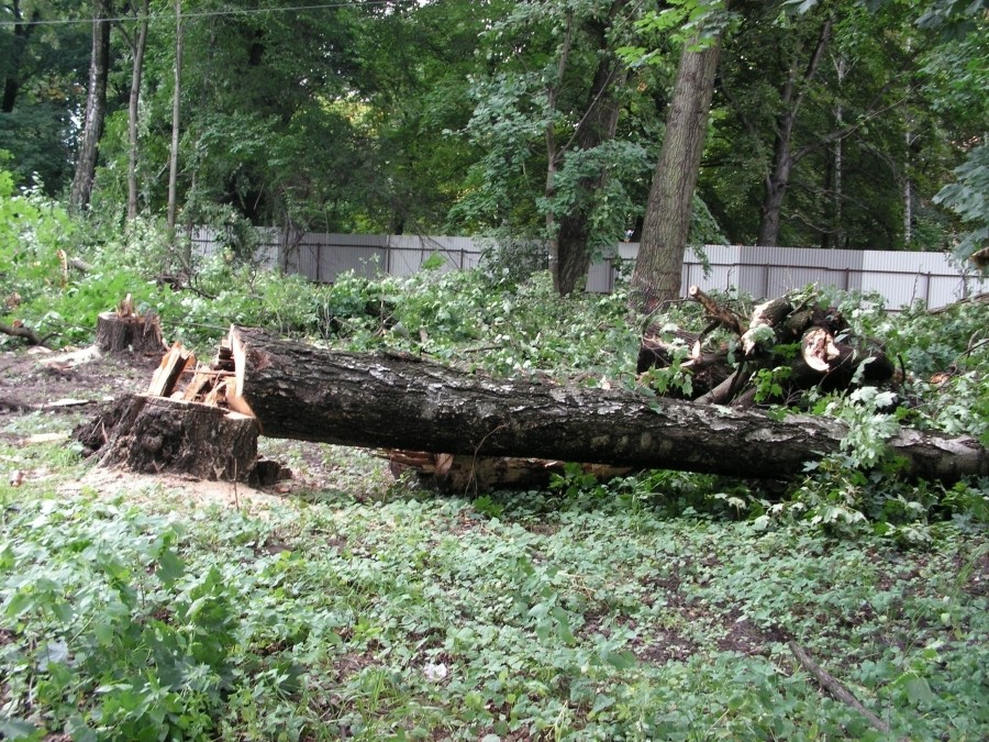 За незаконную вырубку деревьев в Правдинске с виновных взыскали 500 тысяч рублей