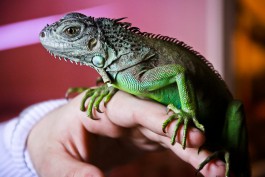 «Игуана на плече и крокодил в ванной»: фоторепортаж Калининград.Ru (фото)