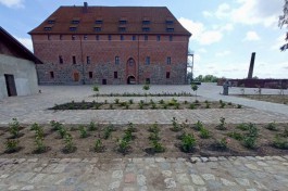 На территории замка Тапиау в Гвардейске высадили розарий и плодовые деревья (фото)