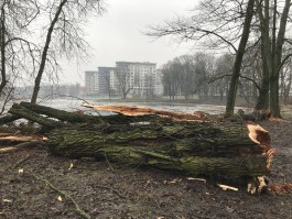 Активисты приостановили вырубку деревьев в Южном парке Калининграда