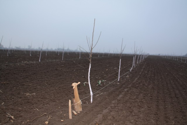 «Вместо польских»: в Полесском районе заложили яблоневый сад на 20 гектаров (фото, видео)