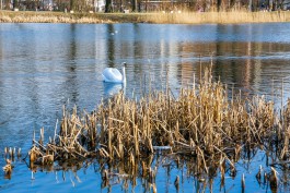 На Летнем и Зимнем озёрах в Калининграде установят плавающие фонтаны