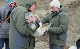 Раненного тюленя забрали с пляжа Зеленоградска