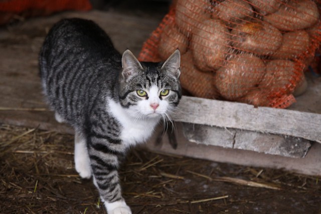 «Кошка-картошка»: как Владимир Зарудный овощехранилище проверял  (фото)