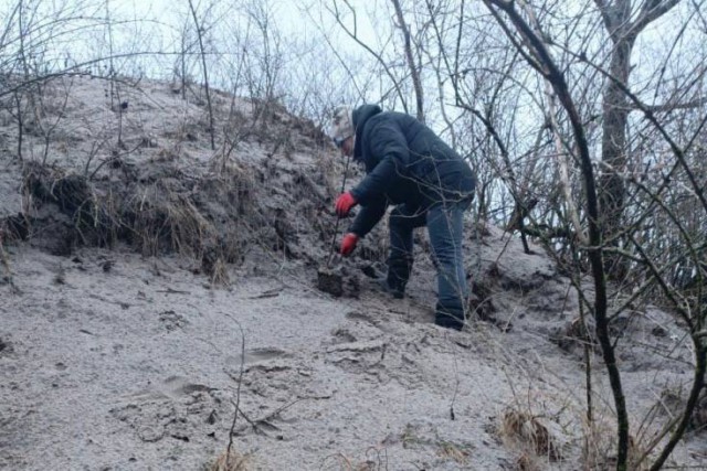 На дюнах Зеленоградска высадили новые растения взамен погибших после шторма