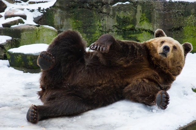 Медведь Фима из калининградского зоопарка впал в спячку впервые за несколько лет