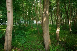В лесополосе в Светлом обнаружили тело пропавшего в феврале калининградца