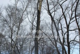Прокуратура требует выплатить компенсацию за сгоревшие деревья на Правой набережной в Калининграде