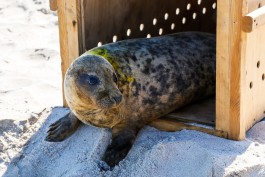 «Находимся в подвешенном состоянии»: директор «Биосферы Балтики» о грантах, спасении тюленей и трудностях 
