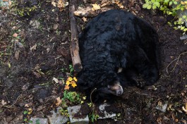 За неделю в Калининградском зоопарке умерли две медведицы, капибара и лама