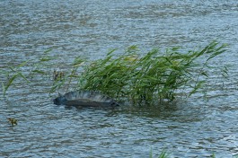 В Багратионовске в озере Лангер утонула 15-летняя девушка