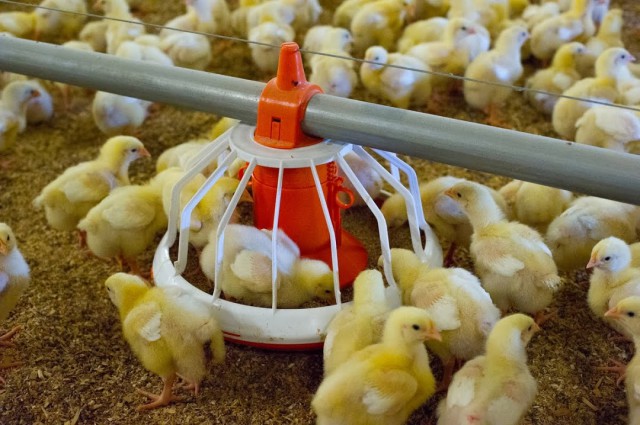 В Калининградской области построят завод по переработке яиц