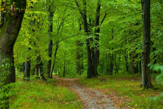 За год в Калининградской области высадили 600 тысяч деревьев ценных пород