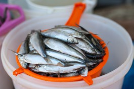 В Калининграде хотят открыть магазины с дешёвой местной рыбой 