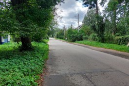 Для ремонта улицы Челюскинской в Калининграде разрешили вырубить 129 деревьев