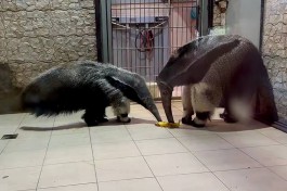 В Калининградском зоопарке выбрали имя для детёныша гигантского муравьеда