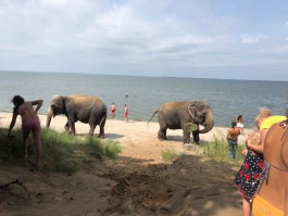 Очевидцы: Слонов из цирка привезли купаться в Калининградском заливе