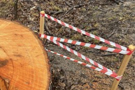 В Калининграде оштрафовали две компании за повреждение деревьев при ремонте тротуара 