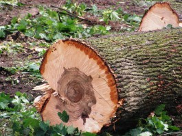 В районе Филиппова пруда в Калининграде незаконно вырубили деревья на 250 тысяч рублей