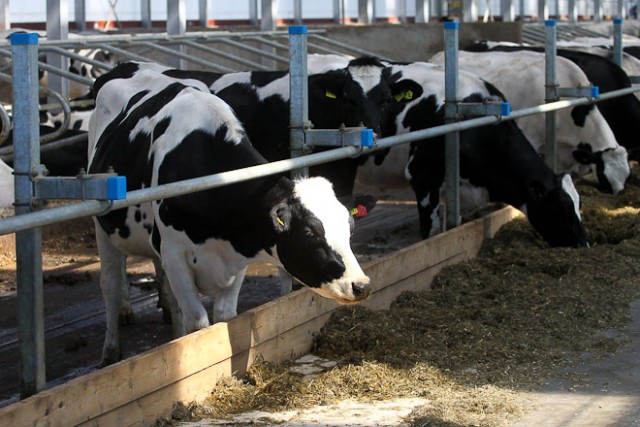 За год производство молока в Калининградской области выросло почти на 15%
