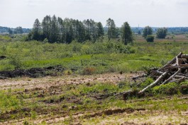 В Зеленоградском округе разрешили вырубить ещё 583 дерева для обустройства нефтепровода