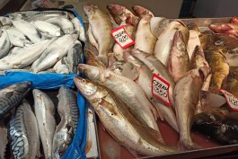 «Жёсткий спрос и укачанная рыба»: в Калининграде снова подорожал судак