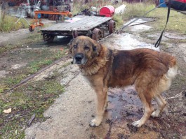 Для шести из восьми собак «Калининградтеплосети» нашли хозяев