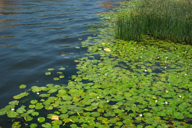 На озере Пелавском в Калининграде утонул мужчина