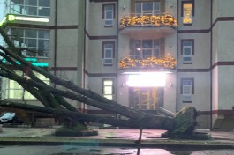 Штормовой ветер повалил десятки деревьев и оставил без света 12 улиц в Калининграде (обновляется)