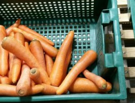 Областной Минсельхоз ожидает снижения отпускных цен на морковь к концу лета