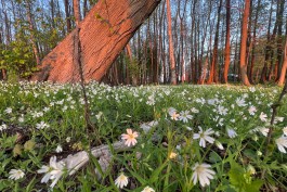 Метеорологи: На следующей неделе в Калининградской области будет значительно теплее