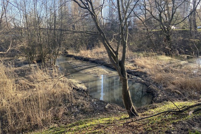 Расчистку Гагаринского ручья и Ялтинского пруда в Калининграде планируют завершить до конца марта