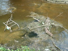 Экологи: Областные власти скрывают результаты обследования реки Лесная