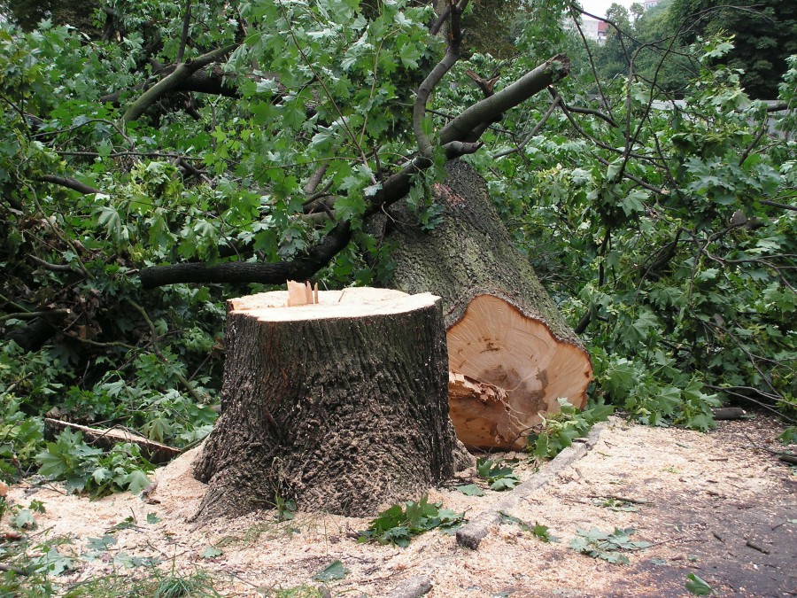 Ущерб от незаконной вырубки 99 деревьев в посёлке Прибрежный составил 3,8 млн рублей