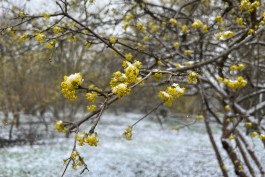 Метеорологи рассказали о похолодании и мокром снеге в Калининградской области в начале апреля