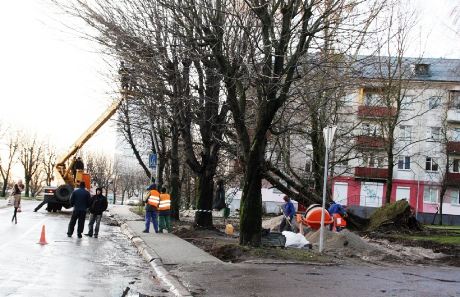 Ночью в Калининграде упало одно дерево, уровень воды в Преголе поднялся до 109 см