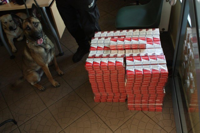 Польские таможенники нашли в калининградском рейсовом автобусе более 1000 пачек сигарет